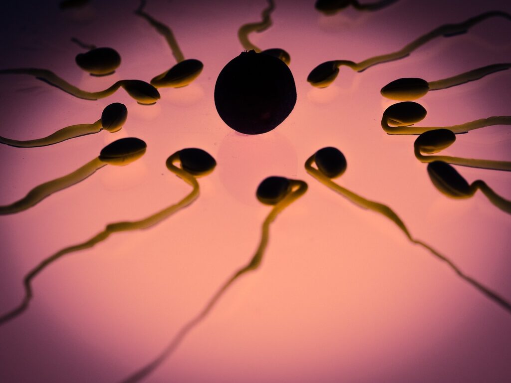 Sperm for Pregnancy