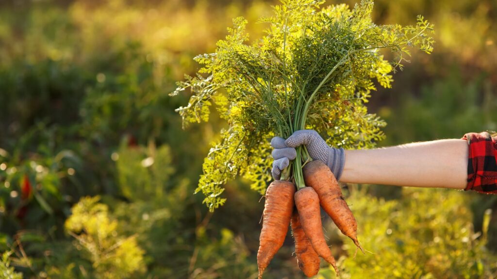 carrot juice